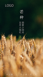 芒种