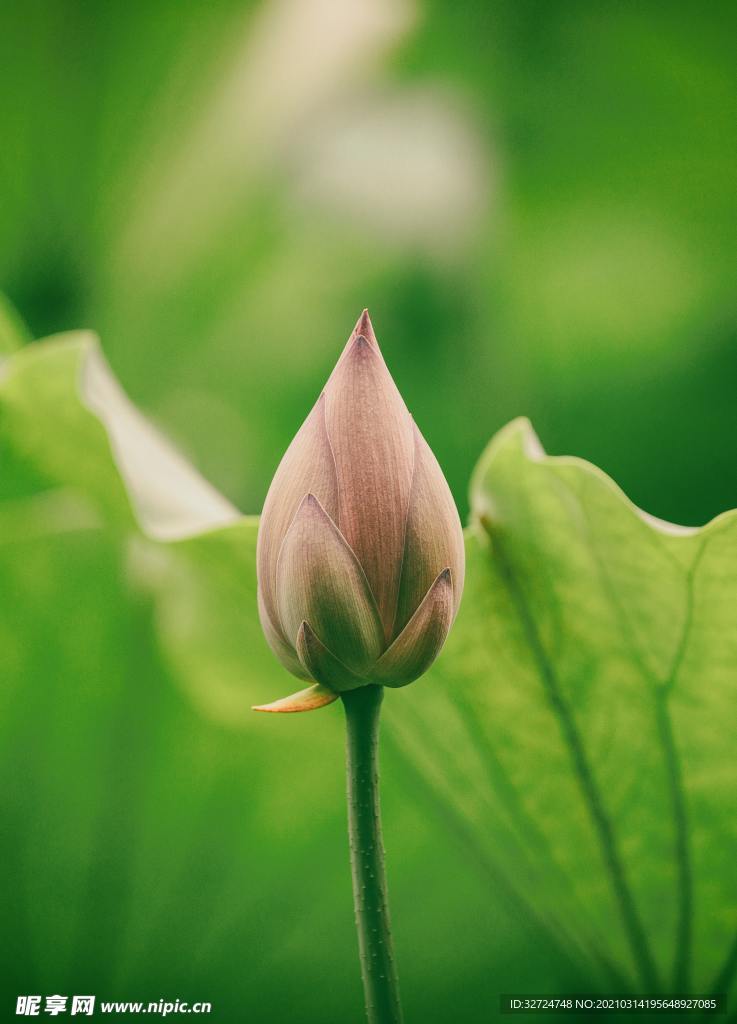 莲花