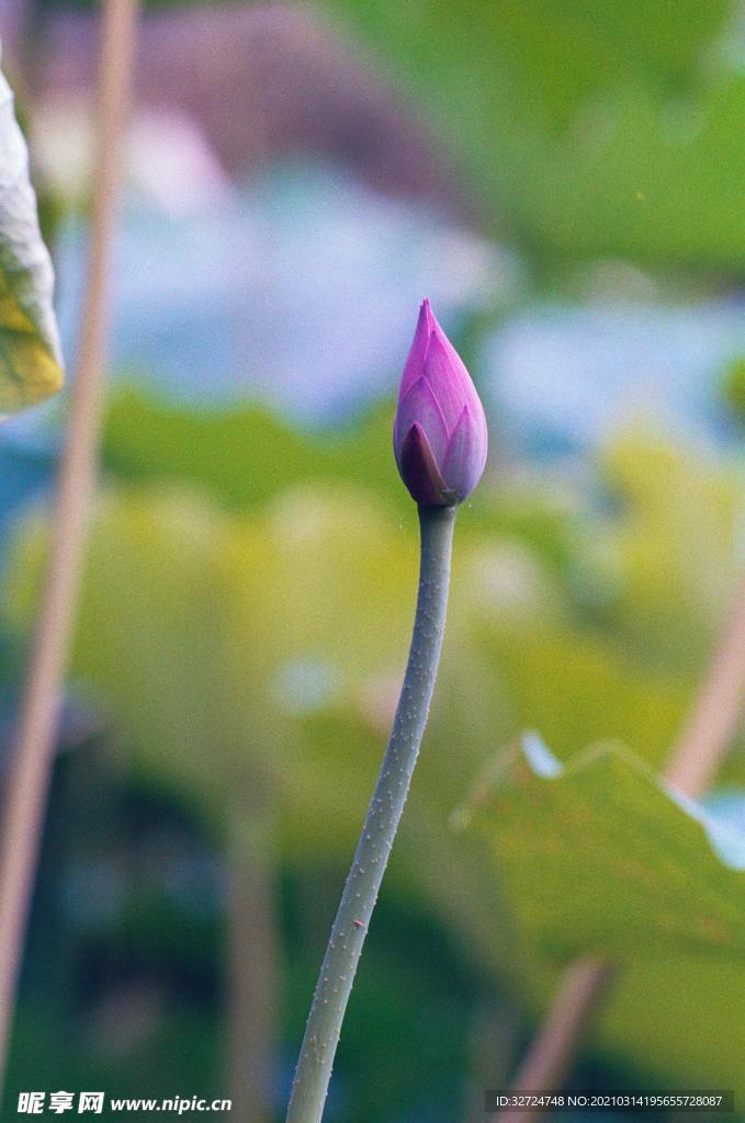 莲花