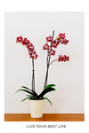 花卉装饰画