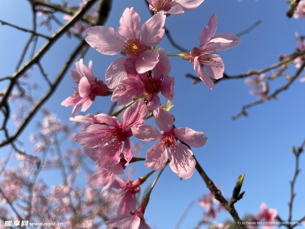 樱花
