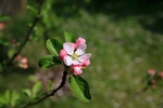 露水桃花
