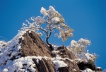 雪景