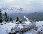丛林雪景