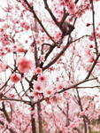 春天樱花