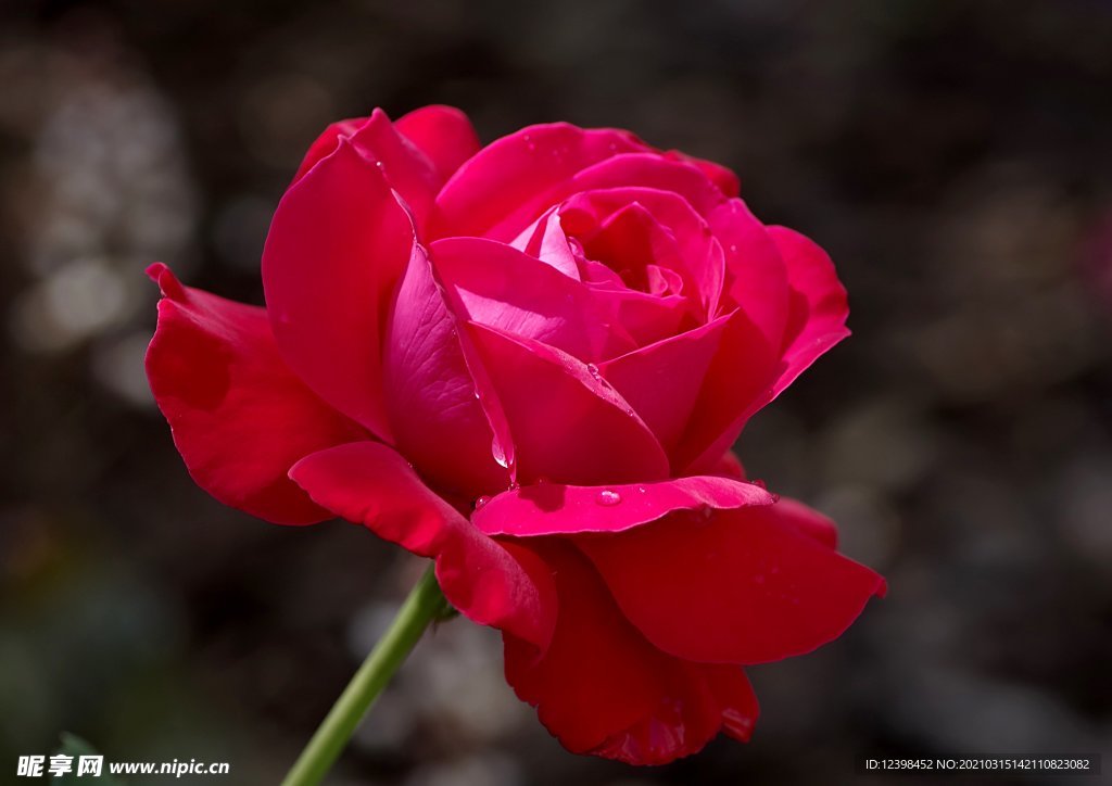 鲜红欲滴的玫瑰花