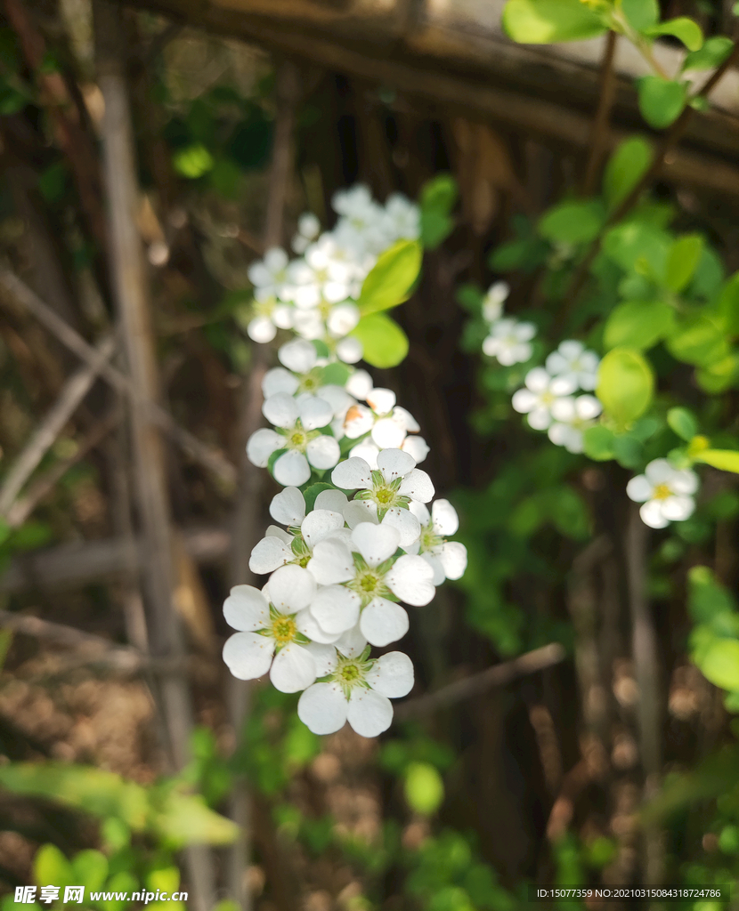 白花