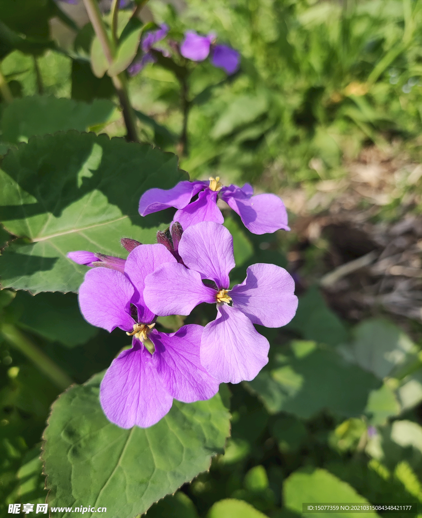 紫花