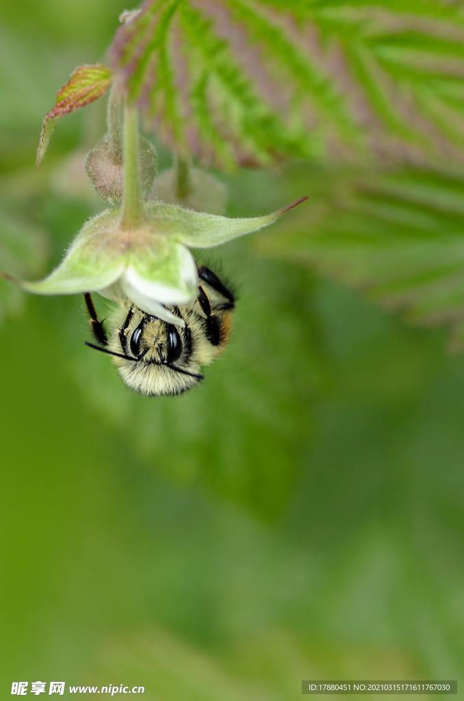 蜜蜂