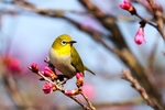 鸟
