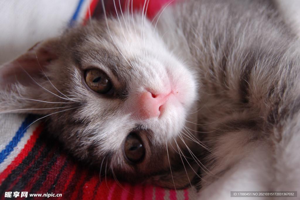 猫
