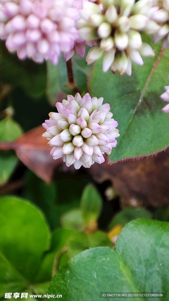 花花世界