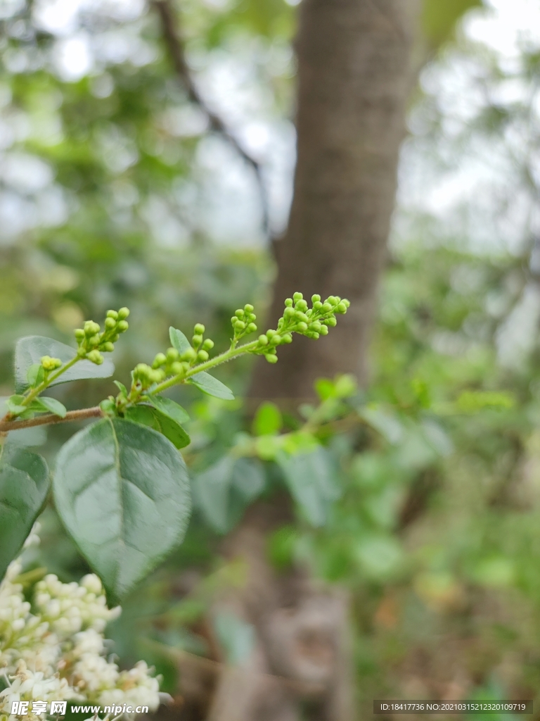 绿色花蕊