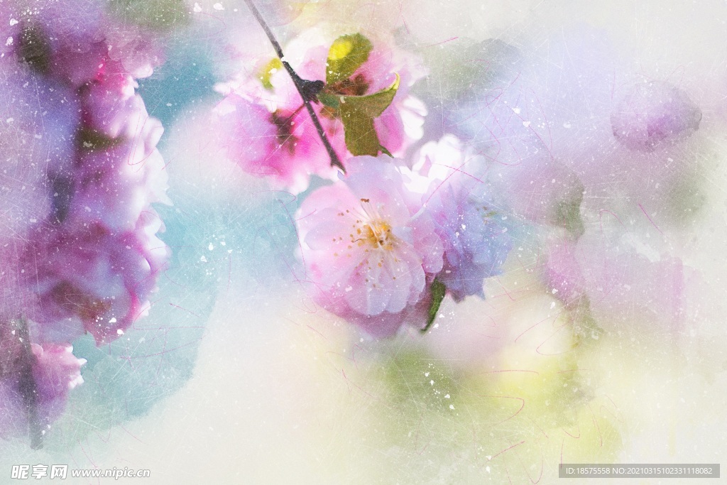 樱花