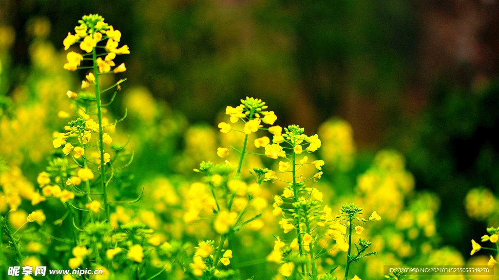 油菜花照片