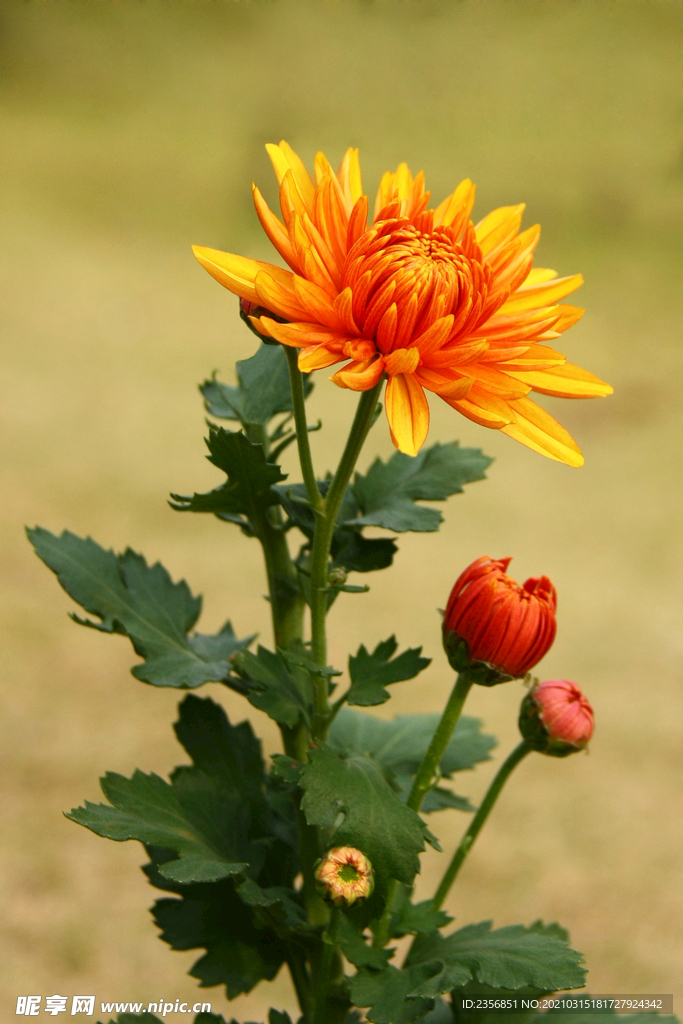 菊花