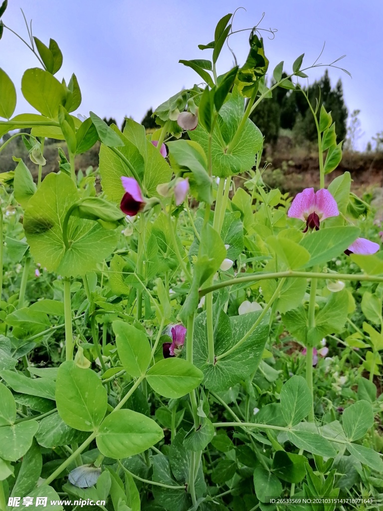 豌豆苗 菜地 农村 自然生命