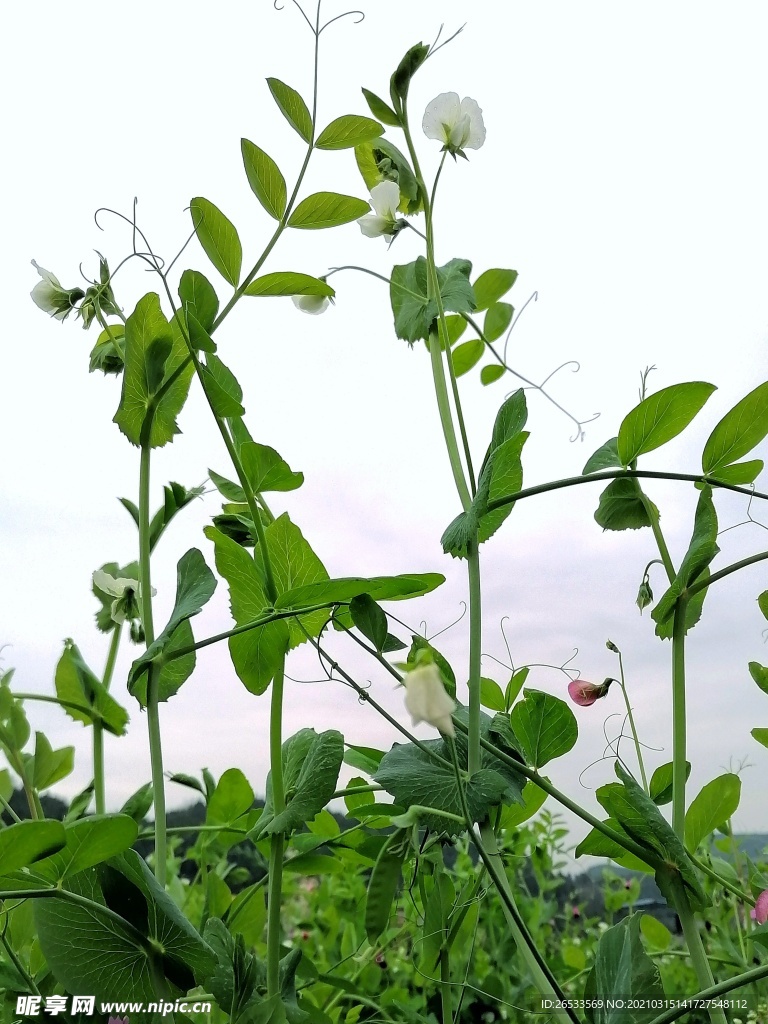 豌豆苗 菜地 农村 自然生命