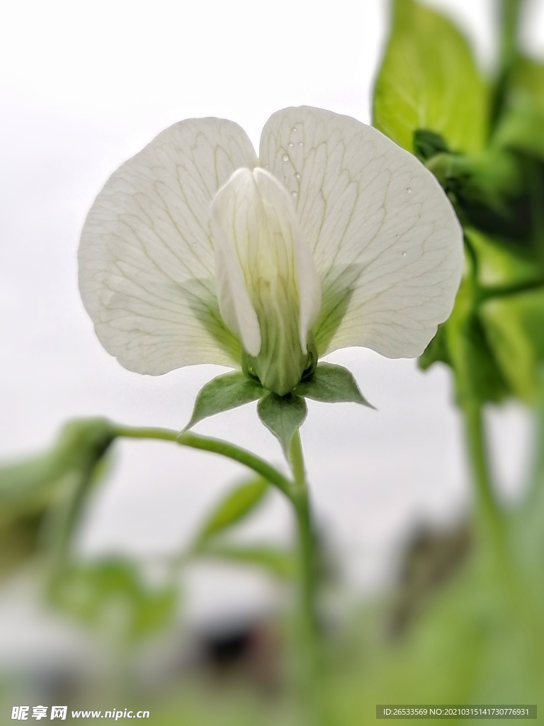 豌豆花 小白花 春天 绿色自然