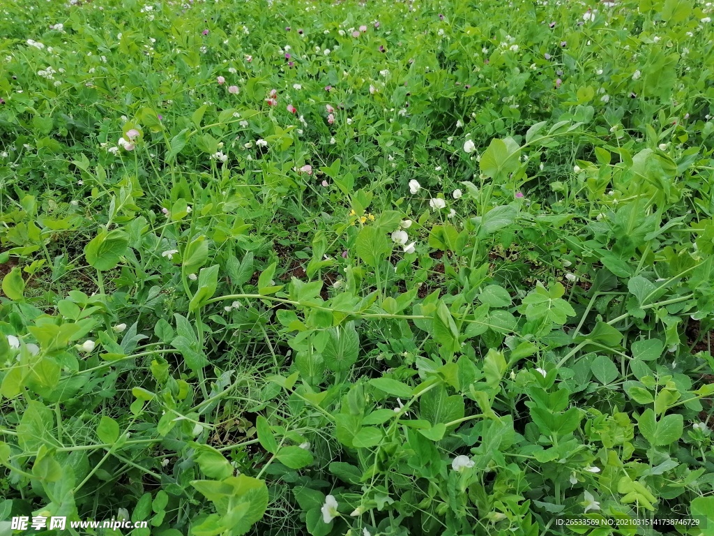 豌豆苗 菜地 农村 自然生命