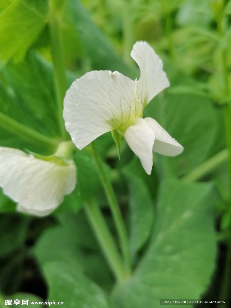 豌豆花 小白花 春天 绿色自然