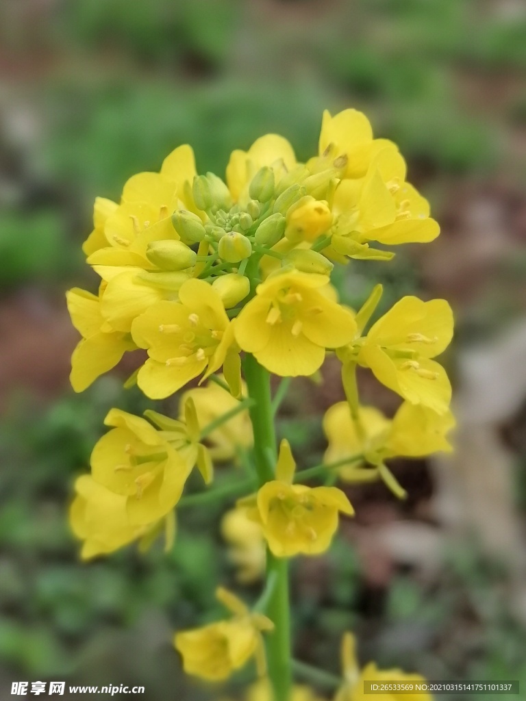 油菜花 黄花 春天 农业 自然