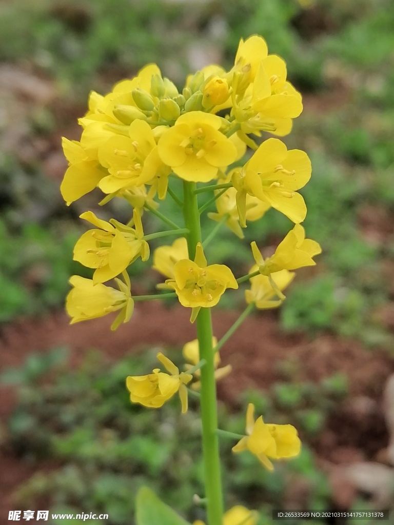 油菜花 黄花 春天 农业 自然