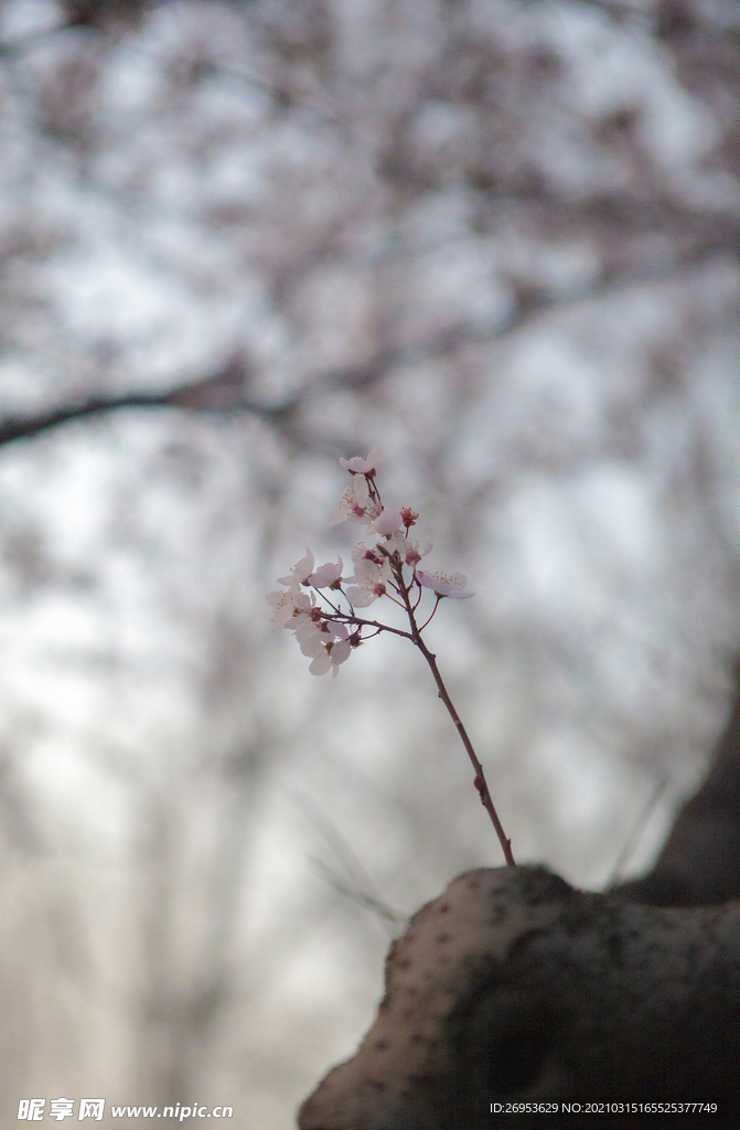 桃花