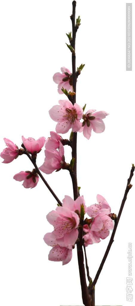 桃花素材