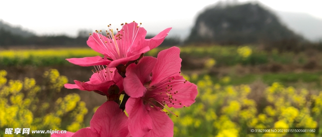 桃花
