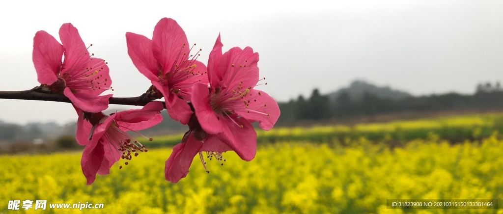 桃花