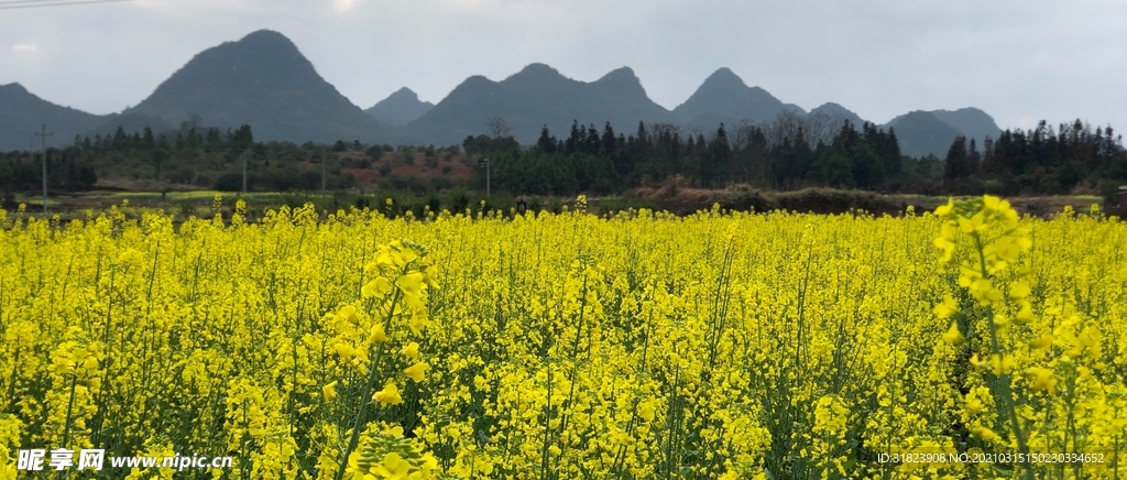 油菜花