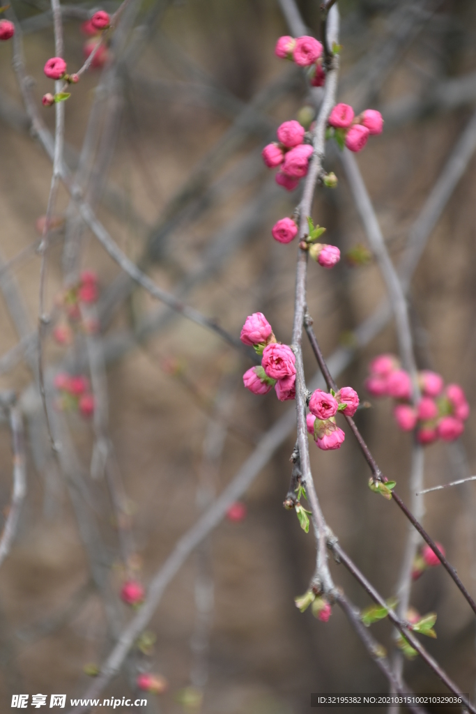 桃花图片