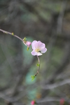 桃花图片