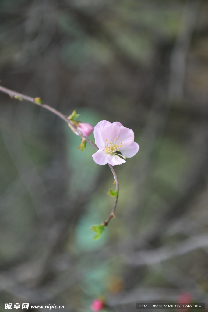 桃花图片