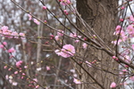 桃花图片