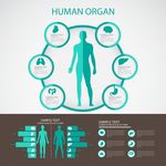 人体器官信息图
