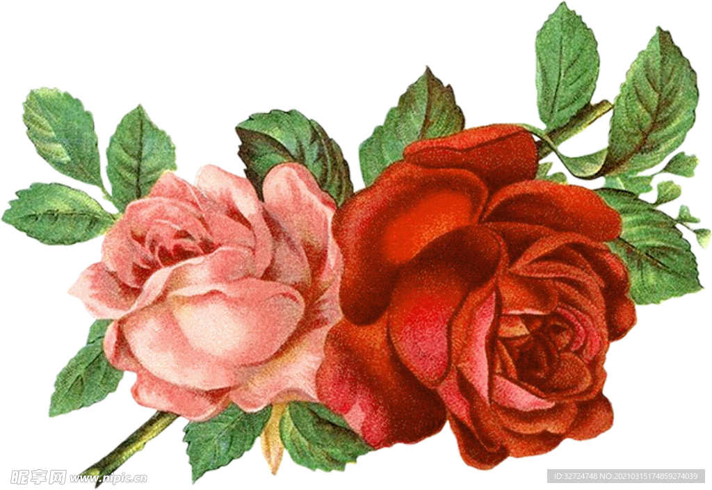 玫瑰插画