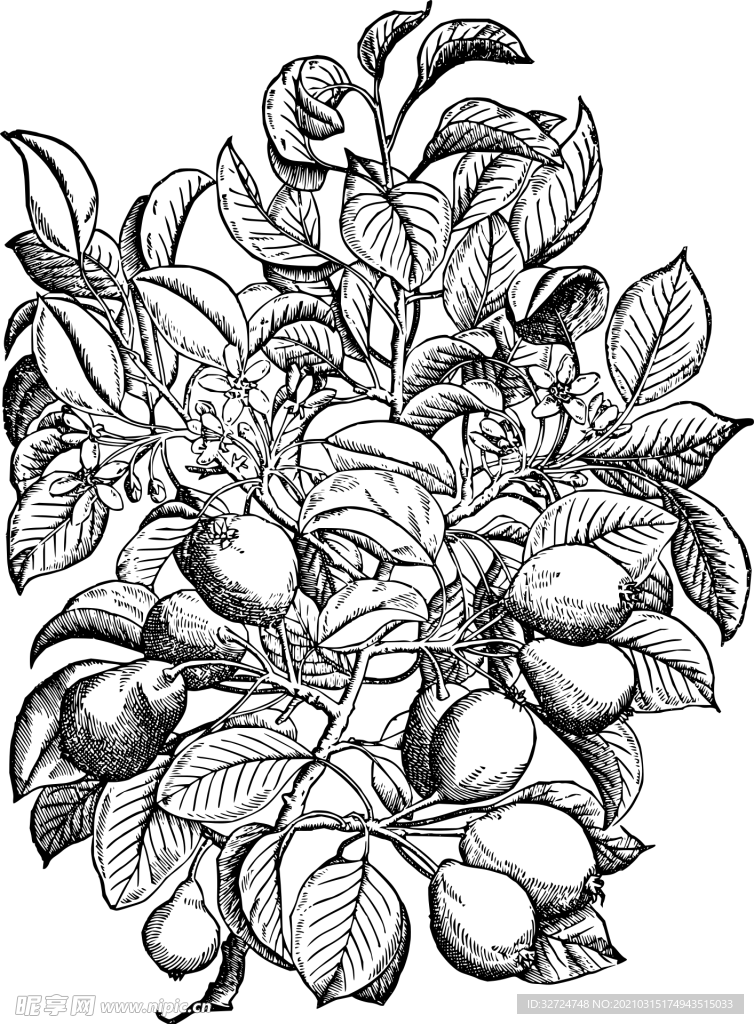 插画梨