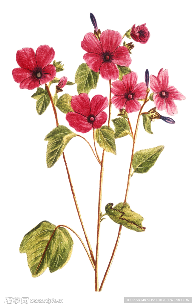 花朵插画