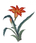 植物插画