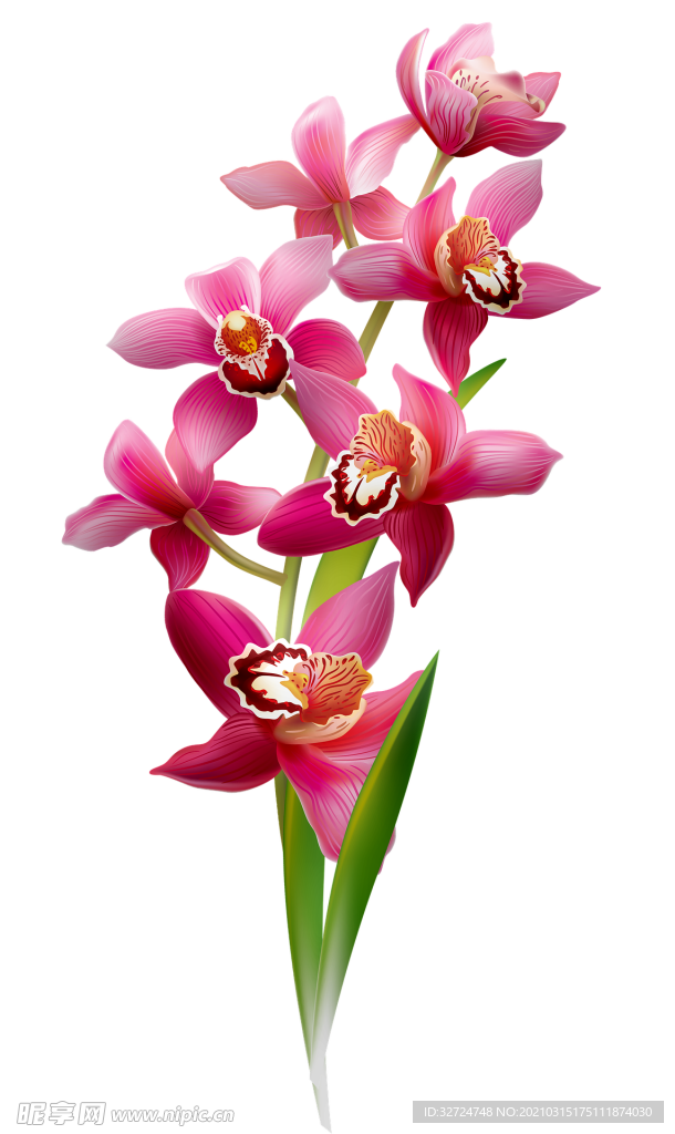 兰花