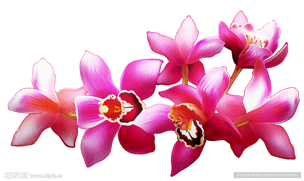 兰花