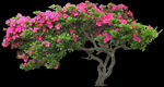 杜鹃花 PNG 免抠图 景观