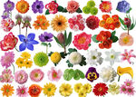 花朵全集