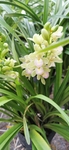 兰花