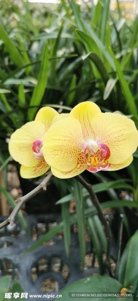 兰花