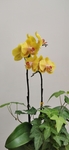 兰花