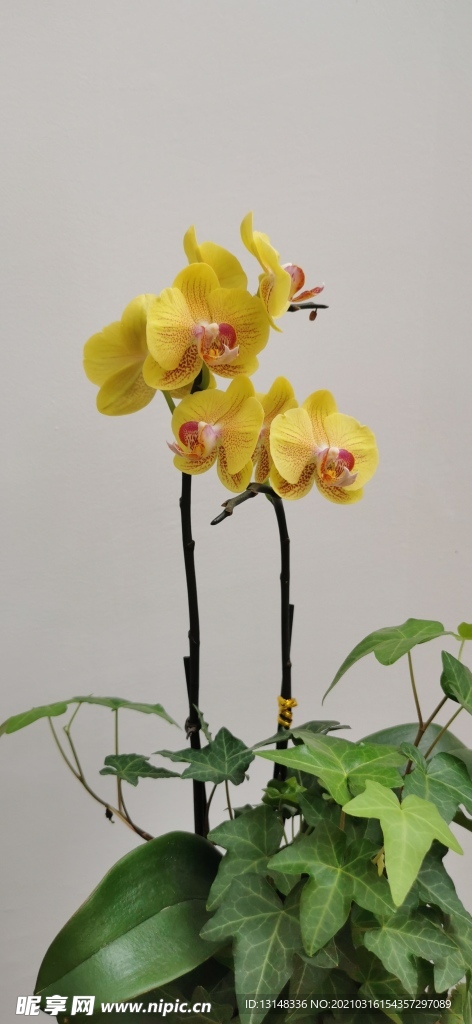 兰花