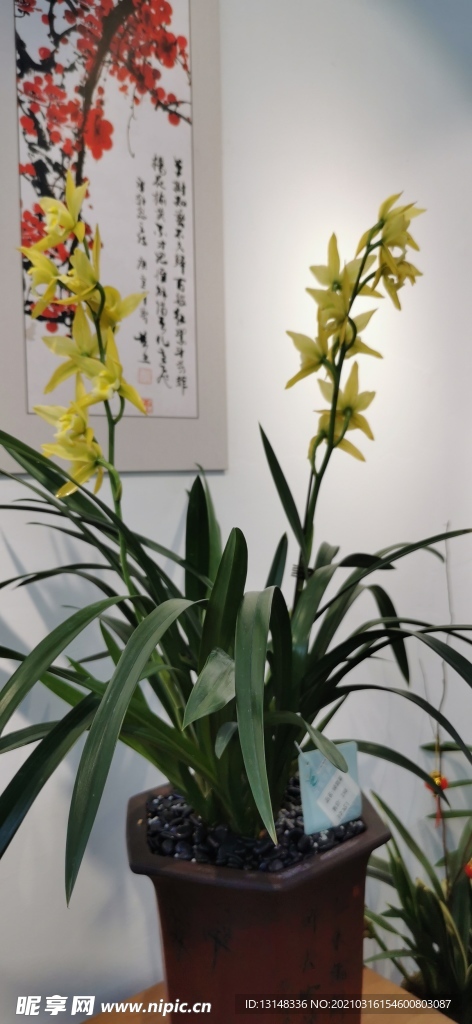 兰花